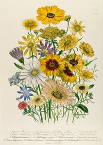 Daisies, plate 31 de &39;The Ladies&39; Flower Garden &39;, publicado em 1842